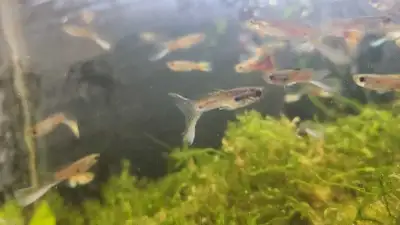 Guppies $1 each , View more