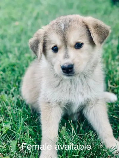 Puppies!, View more