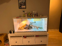 Bearded Dragon Enclosure and set up with Dragon