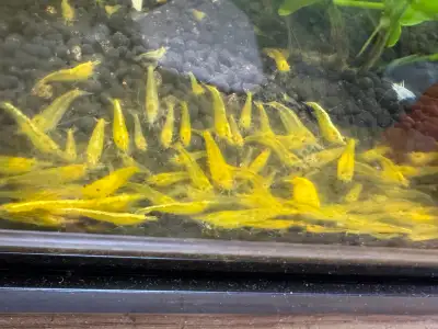 High Grade Yellow Shrimps, View more