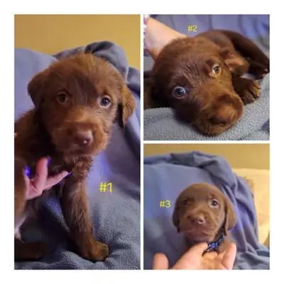 11 chocolate Labradoodles #6 spoken for Mama Hazel - her mom is a f1 golden doodle father chocolate...