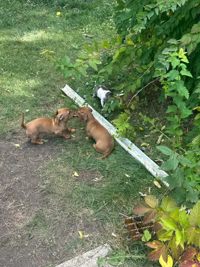 chi-weenie puppies!! Only 2 left! in Dogs & Puppies for Rehoming in Strathcona County - Image 4