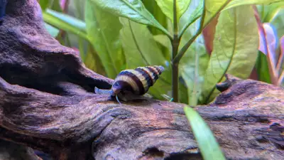 Aquarium Snail - Assassin Snail / Zebra Nerite Snail, View more