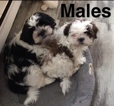 ✨ Purebred Shih Tzu Puppies – Ready, View more