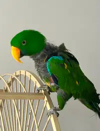Male Electus parrot for sale