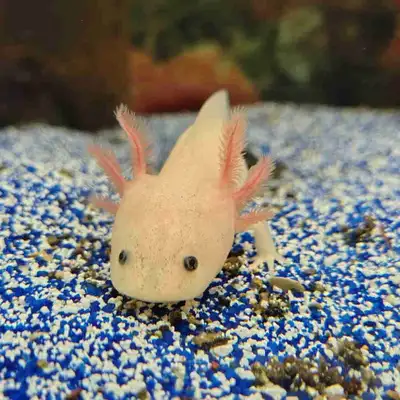 We have some baby leucistic axolotls available they're just a few months old very healthy doing well...