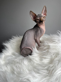 Sphynx males