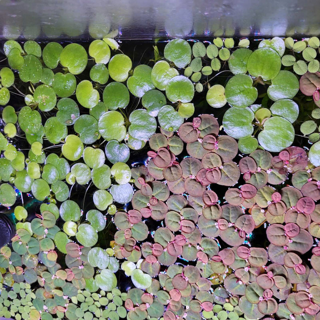 Frogbit - aquarium floating  plant  in Fish for Rehoming in Hamilton