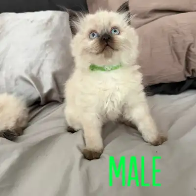 Ragdoll Kittens – all kittens have been reserved, View more
