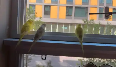 Budgies rehoming , View more