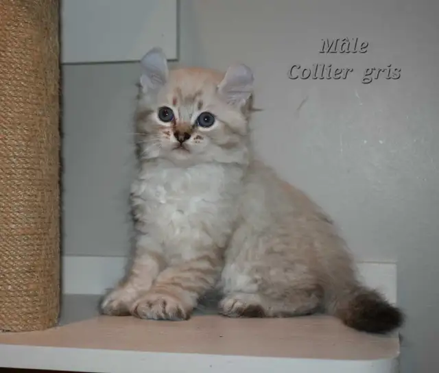 Highland lynx chatons in Cats & Kittens for Rehoming in Lanaudière - Image 7