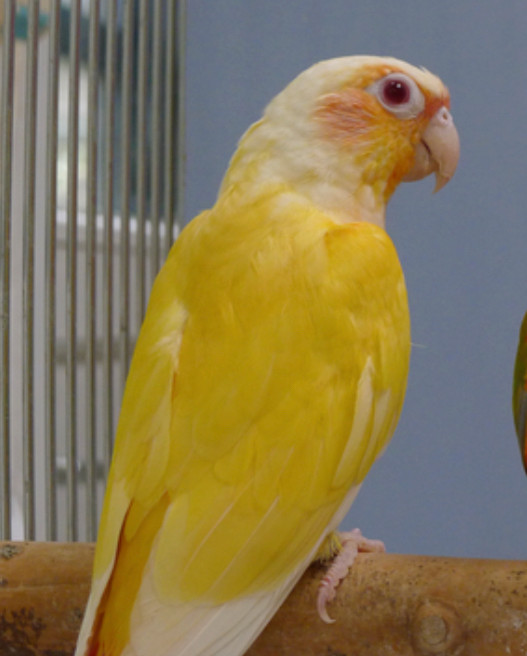 Yeux rouge conure lutino/ rare red eyes lutino greencheek conure dans Oiseaux à adopter  à Ville de Montréal