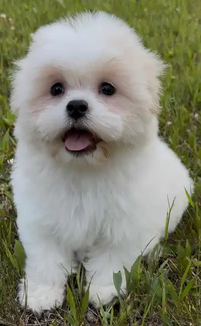 Shih-tzu x Havanes puppies for sale, View more