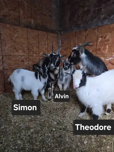 Nigerian Dwarf Bucklings, View more