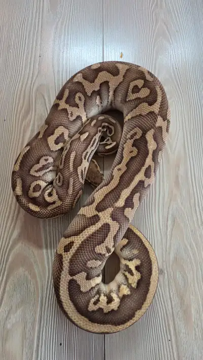 Female Butter leopard yellowbelly Pick up only