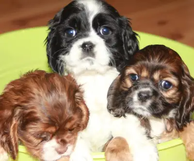 Cocker Spaniel Puppies, View more