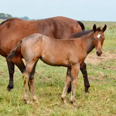 AQHA Filly, View more