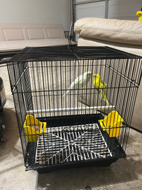  To budgie and a cage