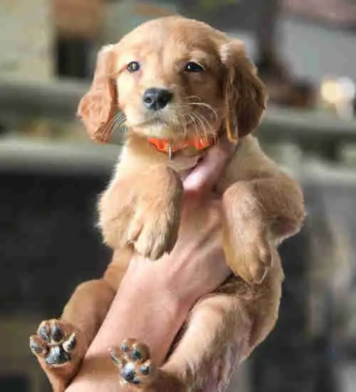 Field line Golden Retrievers in Dogs & Puppies for Rehoming in Mississauga / Peel Region - Image 3