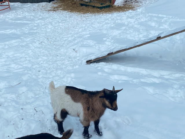 Baby goats in Livestock in Calgary - Image 2