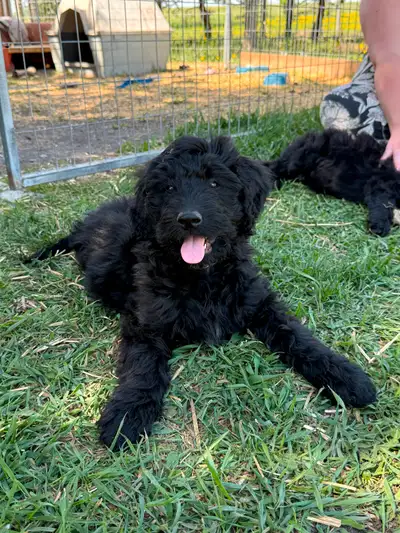 Bernedoodle puppies one smaller girl available, View more