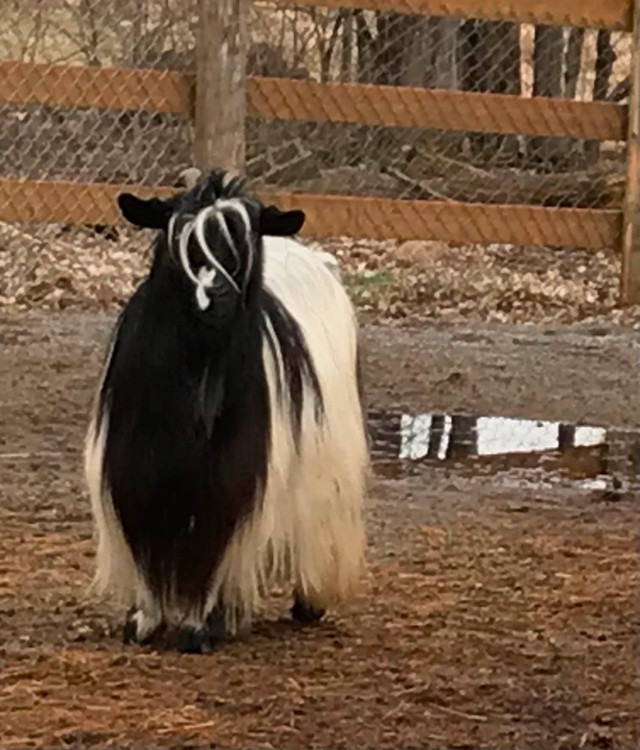 Miniature Silky Fainting Goats - Champion imported bloodlines in Livestock in Barrie - Image 3