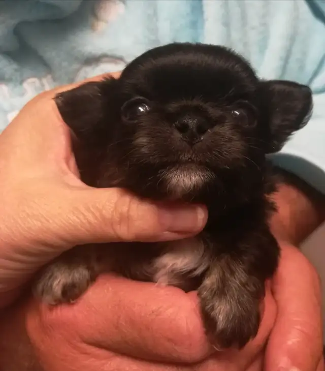 PURE CHIHUAHUA PUPPY in Dogs & Puppies for Rehoming in Ottawa - Image 10