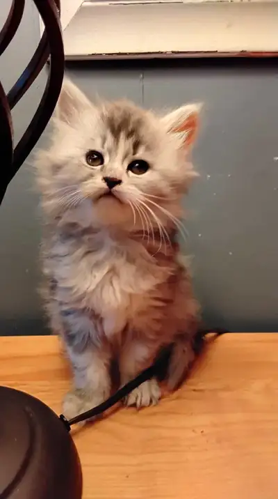 Maine coon mix  kittens for sale, View more