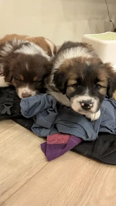 3 freckled puppies — Aussie x Catahoula/Pyrenees — 10–11 wks — s, View more