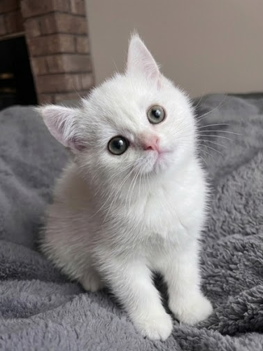 Stunning Registered Silver Shorthair Boy , View more
