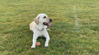 3 years old labrador rehoming