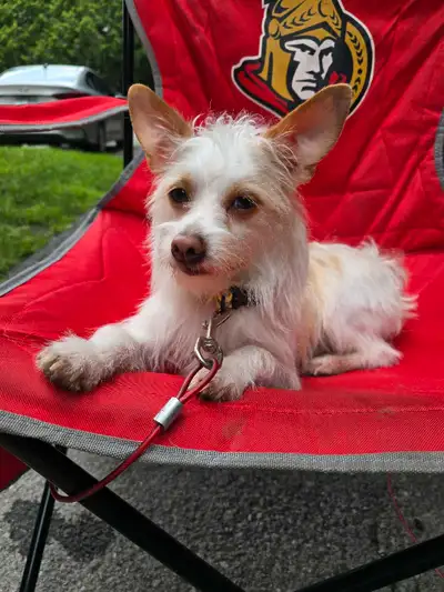 pooch for sale, View more
