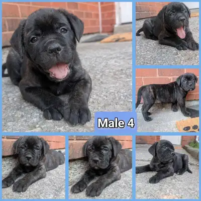 Mastiff Mix Pups $800 English Mastiff, American Bulldog, Boxer, Cane Corso Mix 7 males, 2 females Bo...