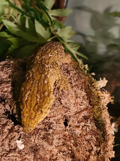 Geckos Leachy GT, View more