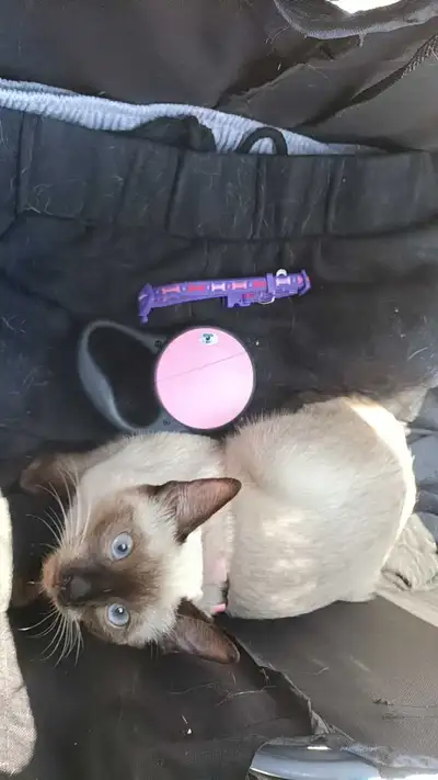 LAST FEMALE SIAMESE , View more