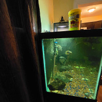 Looking for a 90 gallon tank