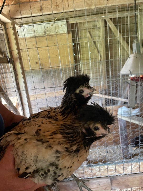2 cream brabanters Livestock New Glasgow Kijiji