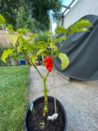 Carolina Reaper Hot Pepper Seeds For Summer Planting 10 for $1