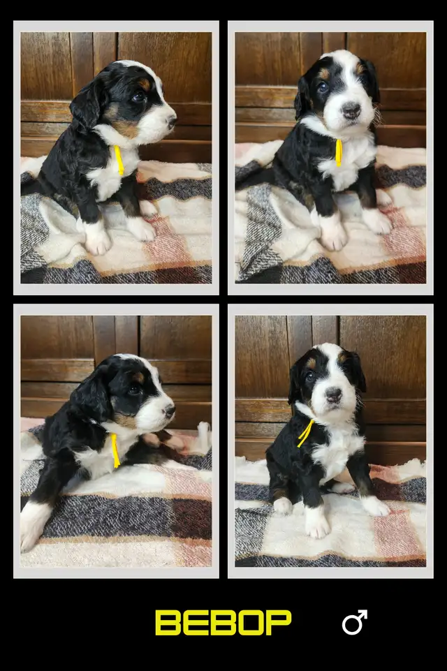 F2b Bernedoodle Puppies in Dogs & Puppies for Rehoming in Edmonton - Image 4