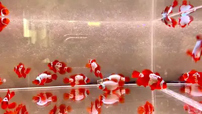 Premium Thunder and Premium Lightening Maroon Clownfish , View more