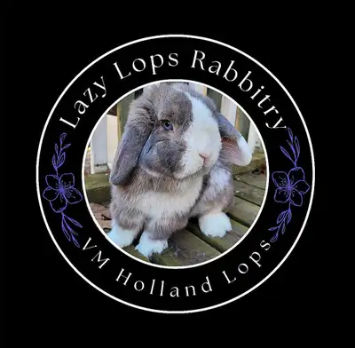 Baby Purebred Holland Lop Bunnies, View more