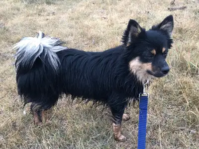 Pomeranian x Pups, View more