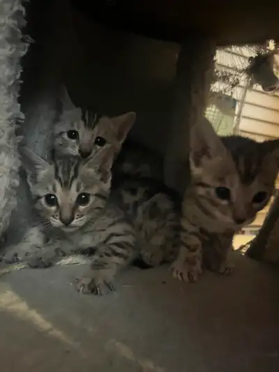 I have 2 female Bengal kittens who will be available now! Check out our instagram page @bc.lionking....
