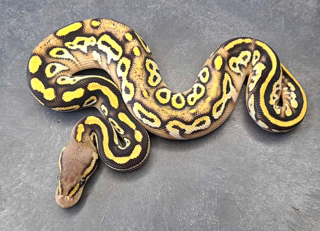 Complete list of Ball Pythons  in Reptiles & Amphibians for Rehoming in City of Halifax - Image 4