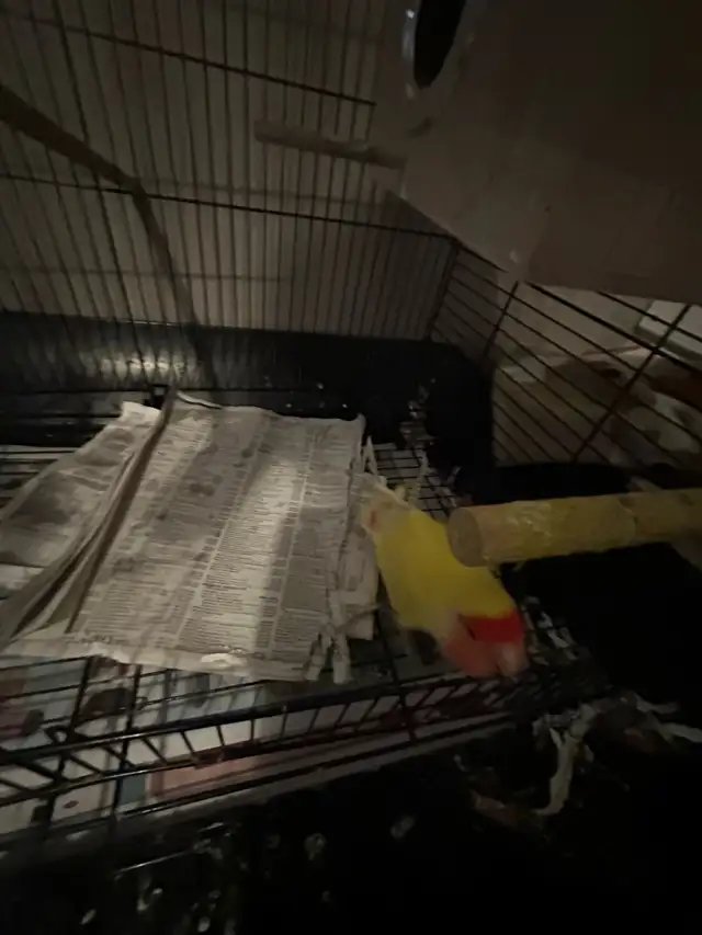 2  hand tamed Breeding lovebirds! Beautiful colours in Birds for Rehoming in Delta/Surrey/Langley - Image 9