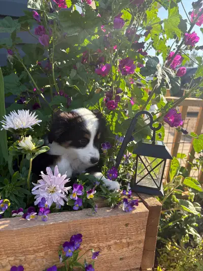 TOY X MINI AUSTRALIAN SHEPHERD, View more