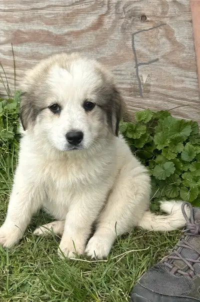 May 4 Great Pyrenees puppies, View more