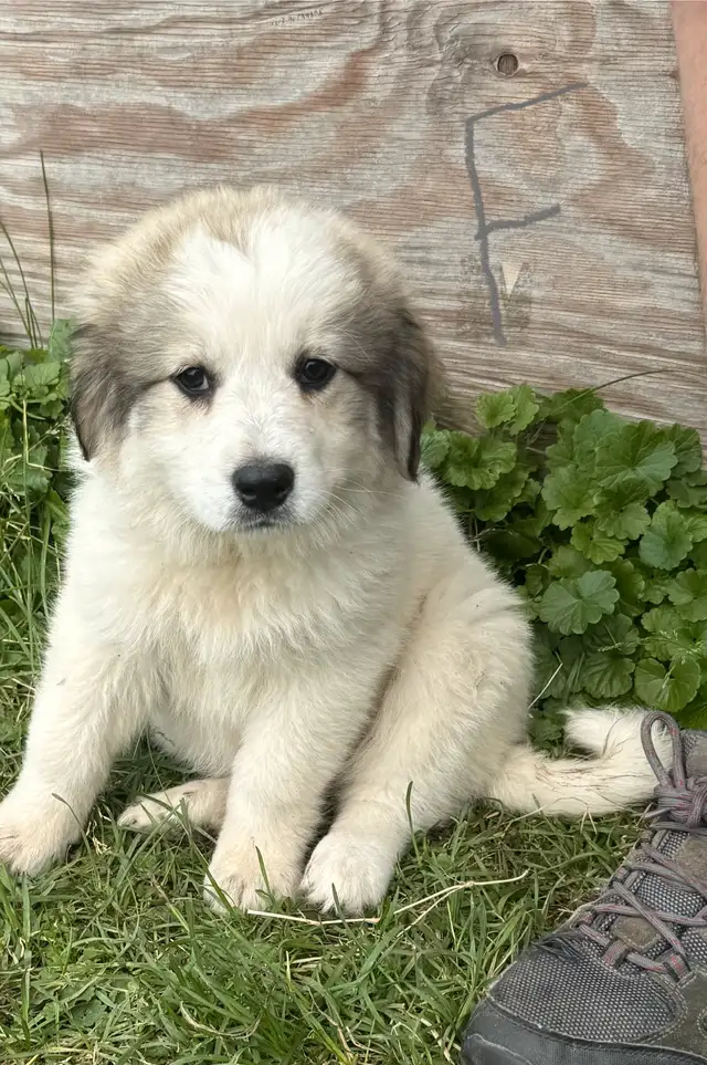 May 4 Great Pyrenees puppies in Dogs & Puppies for Rehoming in Ottawa - Image 2