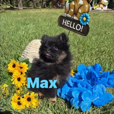 Pomeranian, View more