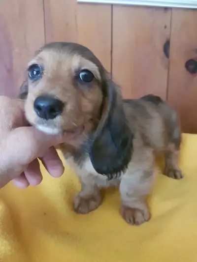 Miniature Longhair Dachshund  Pups, View more